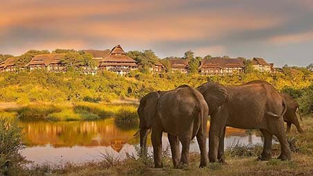 Vic Safari Lodge Elephants